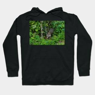 Racoon in Forest Hoodie